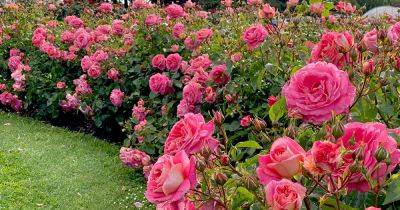 All About Kordes Roses and Their Best Flowers