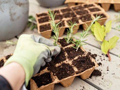 Ways To Find Free Plants For Your Garden