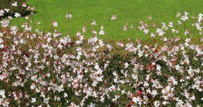 How to Grow and Care for Gaura (Beeblossom)