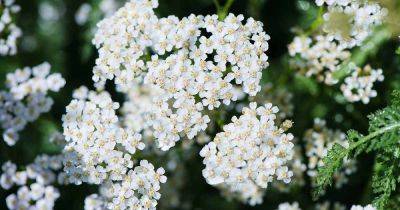 The Uses and Benefits of Yarrow