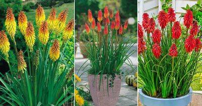 Red Hot Poker Plant Care and Growing Information