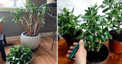 How to Prune a Jade Plant Like an Expert | Jade Plant Pruning Tips
