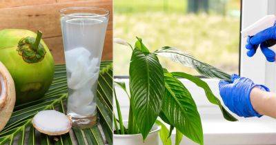 How Coconut Water for Plants is the Most Amazing Organic Fertilizer