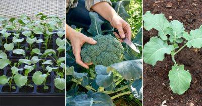Broccoli Plant Growing Stages with Pictures