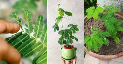 How to Grow Mimosa Pudica | Care and Growing Sensitive Plant