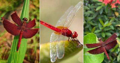 Red Dragonfly Meaning and Information