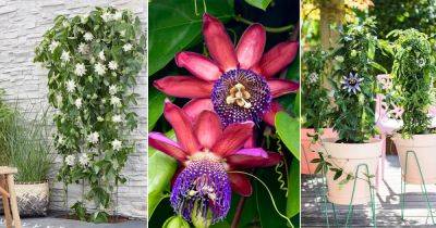 26 Types of Passionflower Vines | Best Passion flower Varieties