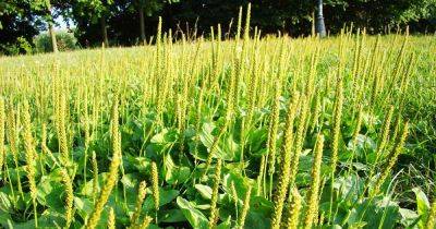 How to Plant and Grow Plantain