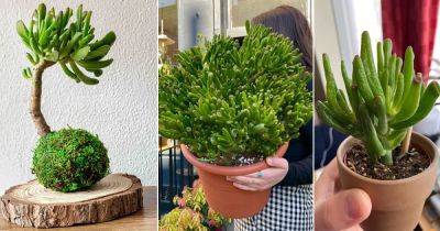 Hobbit Jade Plant Care and Growing Tips