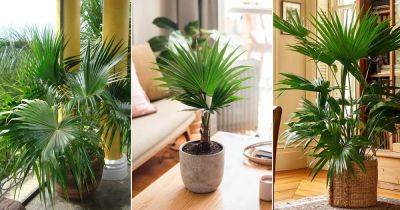 How to Grow China Palm | Livistona chinensis Care
