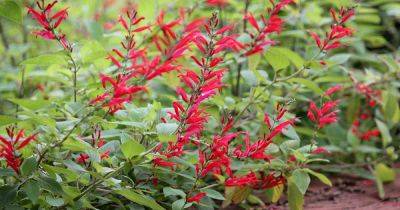 How to Grow and Care for Pineapple Sage