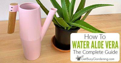 How To Water Aloe Vera