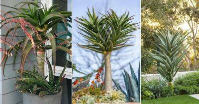 Aloe Hercules Care | How to Grow Tree Aloe in Pots