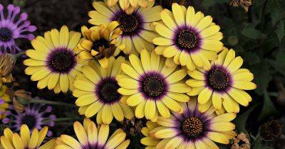 How to Grow Cape Marigolds (African Daisies)