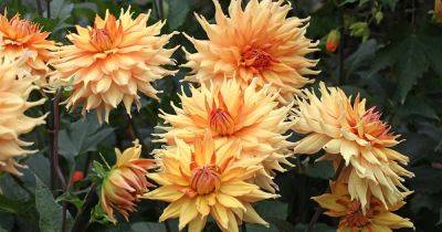 Tips for Growing Dinnerplate Dahlias
