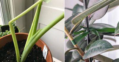 How to Fix Bent Stems of Any Houseplant