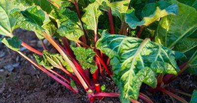 How to Grow Rhubarb From Seed