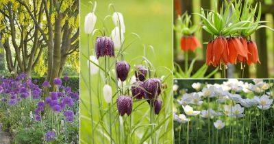 11 Unusual Spring Flowering Bulbs To Plant This Fall!