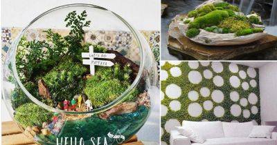 11 DIY Indoor Moss Garden Ideas | Growing a Moss Garden