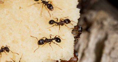 How to Eradicate a Pavement Ant Infestation
