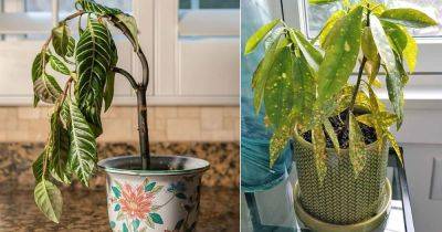 13 Top Tips on How to Revive a Stunted Houseplant