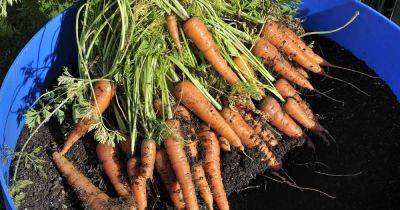 How to Grow Carrots in Containers | Gardener's Path