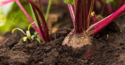 Tips for Growing the Sweetest Beets