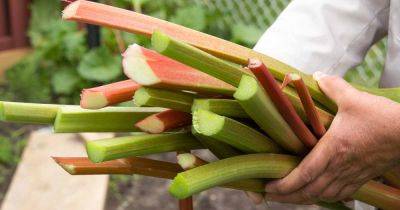 When and How to Harvest Rhubarb