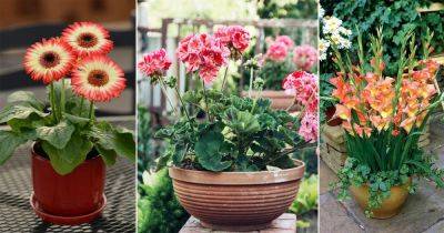 16 Pretty Flowers that Start with 'G'