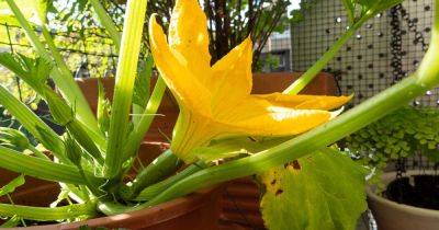 How to Grow Zucchini in Containers | Gardener's Path