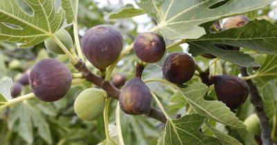 7 of the Best Cold Hardy Fig Trees | Gardener's Path