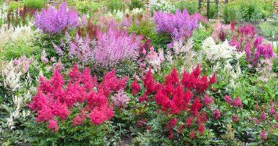When and How to Fertilize Astilbe