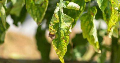 How to Eradicate Early Blight on Tomatoes (Alternaria)