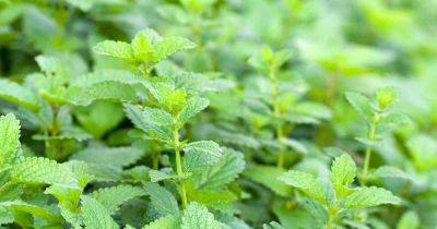 How to Control Lemon Balm and Keep It From Taking Over