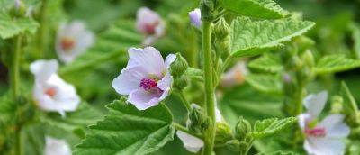 How to Grow and Care for Marsh Mallow