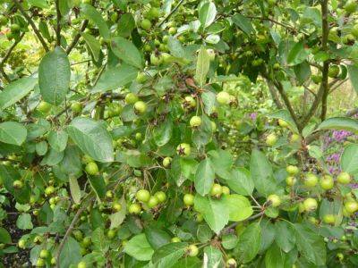 Crab Apples to make Your Knees Go To Jelly