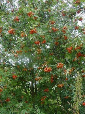 Sorbus aucuparia or Son of Mountain Ash