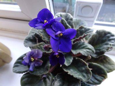 African Violet Experience