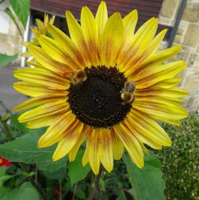 First time Sunflower Success Diminishes