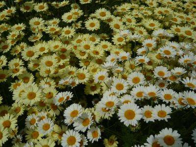 Growing Anthemis a Grand Yellow Daisy
