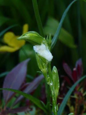 Cuckoo Spit and The Froghopper