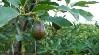 Avocado – Root and Branch Review