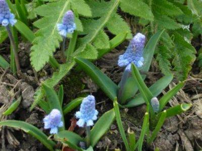 Muscari A Blue Bulb for Spring