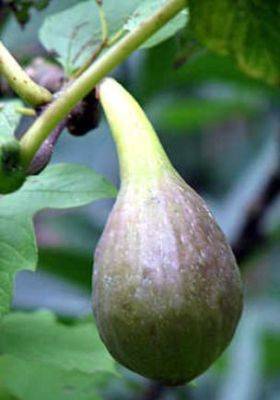 Grow your Own Figs