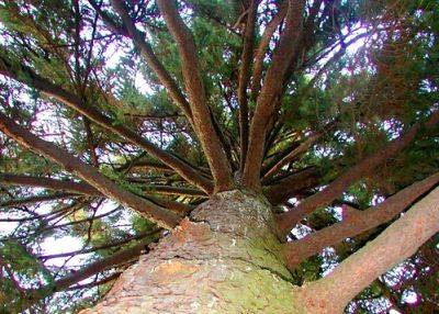 Norway Spruce Root and Branch Review