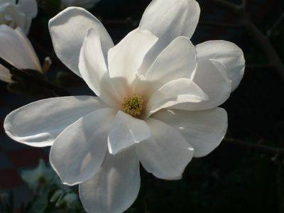 Many Magnificent Magnolia Varieties and Species