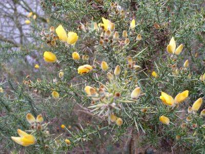 Gorse with Spines and Prickles is a Weed