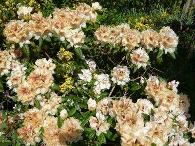 Rhododendrons and the Danger of Frost.