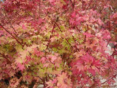 Japanese Maple – Root and Branch Review