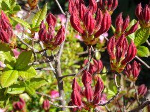 Pruning Deciduous Azalea and After Care
